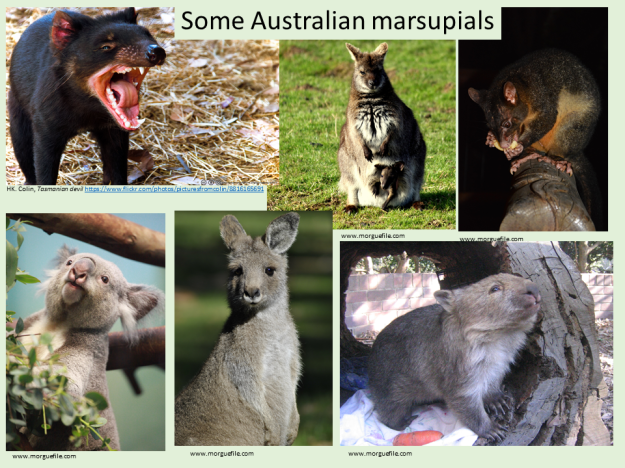 feeling-prickly-marsupials