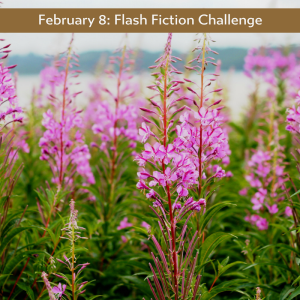 fireweed Charli Mills Carrot Ranch flash fiction