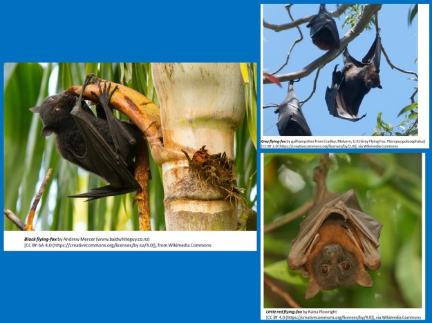 black flying foxes, grey-headed flying foxes, little red flying foxes