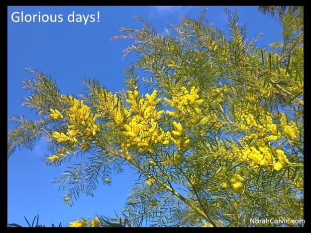 a photograph of a glorious spring day in Queensland with clear blue skies and wattle in bloom