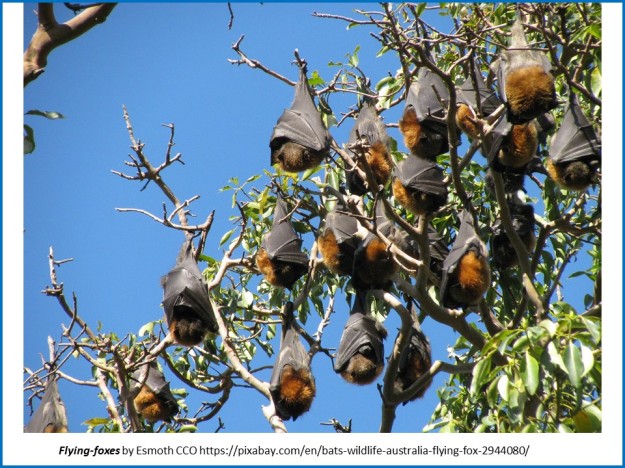 flying foxes hanging in trees